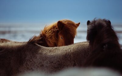 What Horses Can Teach Humans About Their Own Mental Wellbeing